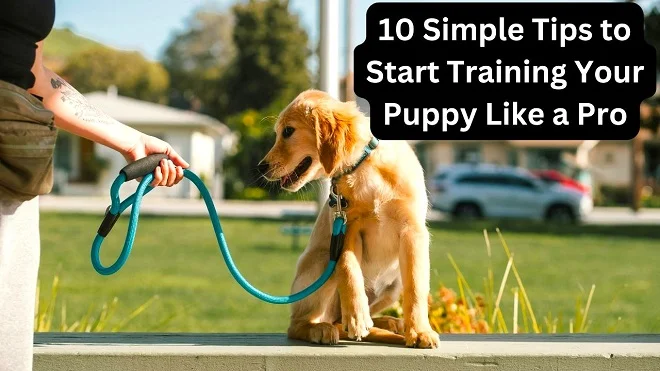 10 Simple Tips to Start Training Your Puppy Like a Pro