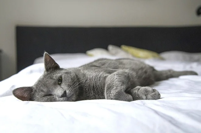 Why Do Cats Sleep All Day?