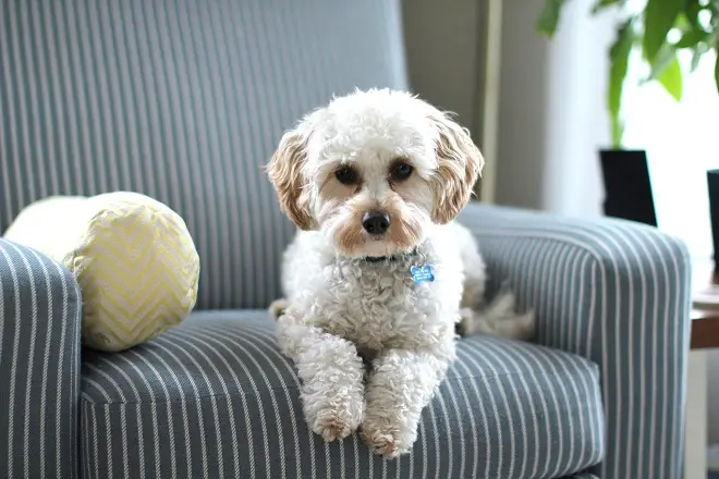 Can Dogs Eat Sweet Potatoes?