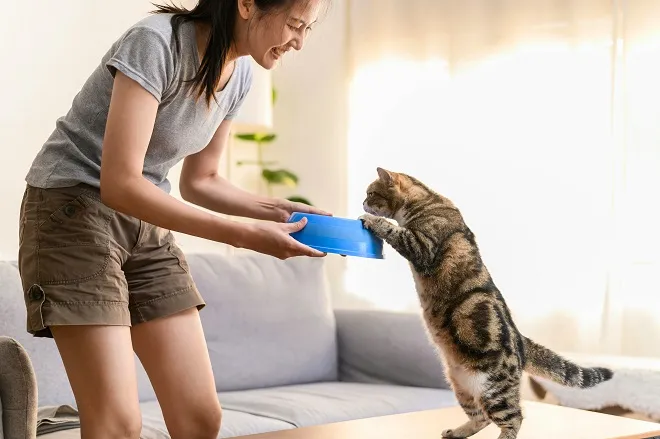 How to Safely Change Your Cat’s Food