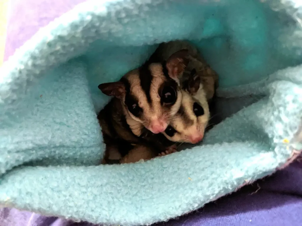 How Long Do Sugar Gliders Really Live?