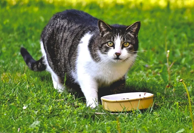 How to Choose Safe cat Food